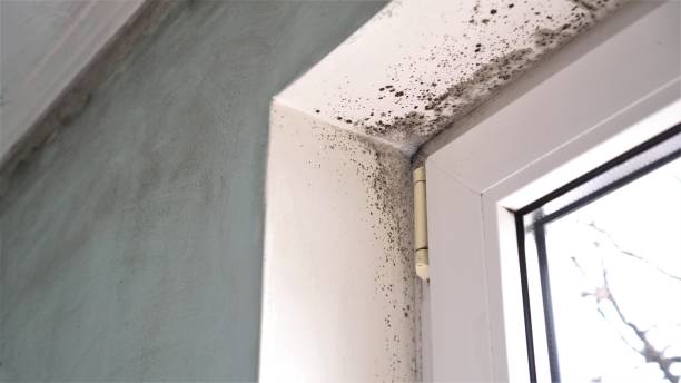 Best Professional Mold Removal  in Overland, MO