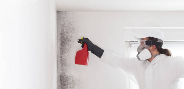 Best Mold Remediation  in Overland, MO