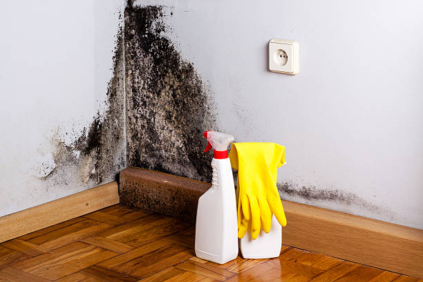 Best Best Mold Removal Companies  in Overland, MO