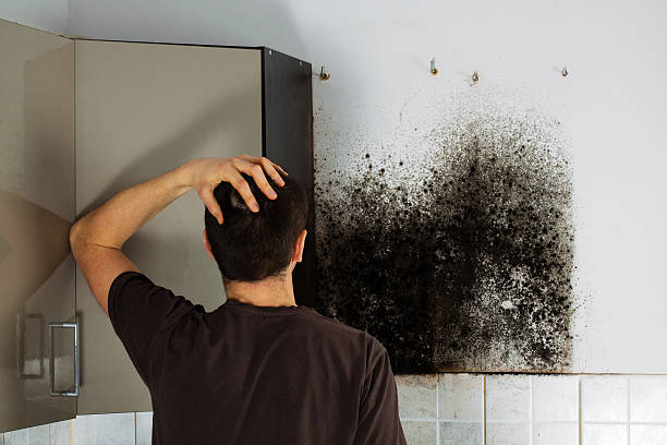Best Certified Mold Removal  in Overland, MO